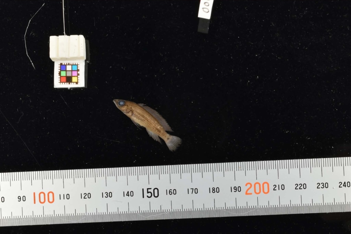 Neolamprologus labrosus 'Kasenga'